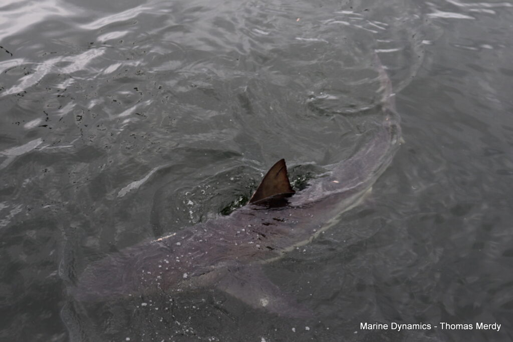 Shark cage diving, Gansbaai