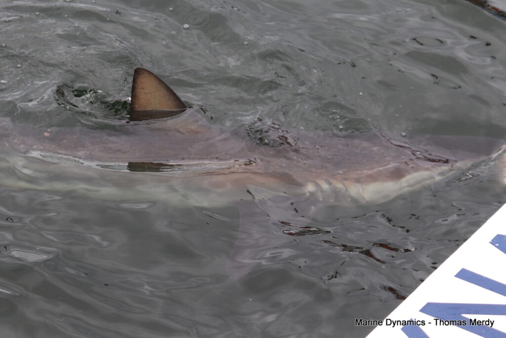 Shark cage diving, Gansbaai