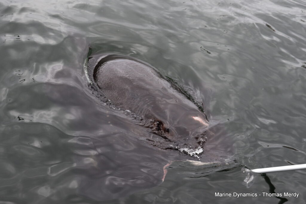 Shark cage diving, Gansbaai