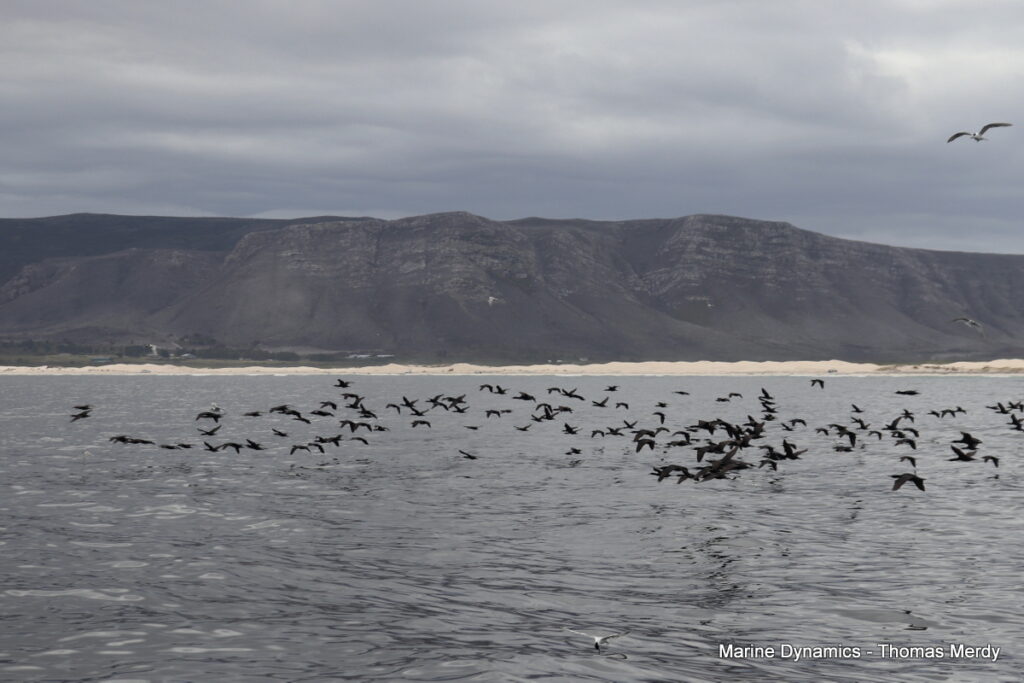 Shark cage diving, Gansbaai