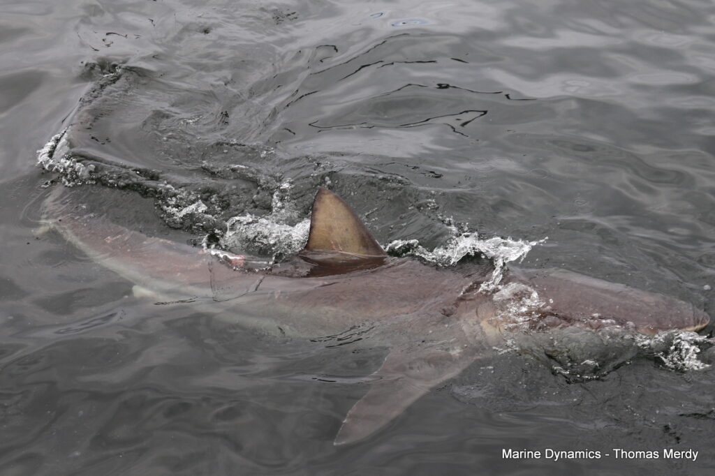 Shark cage diving, Gansbaai