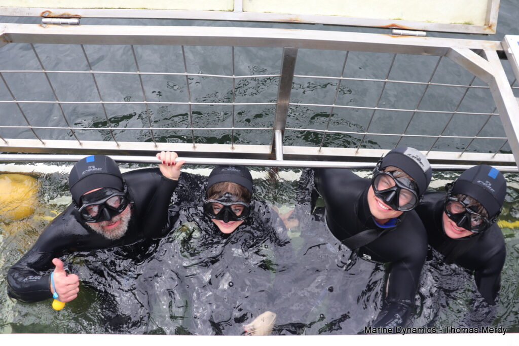 Shark cage diving, Gansbaai