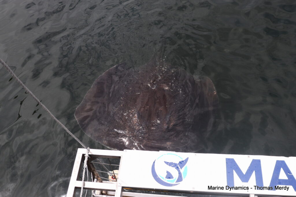 Shark cage diving, Gansbaai