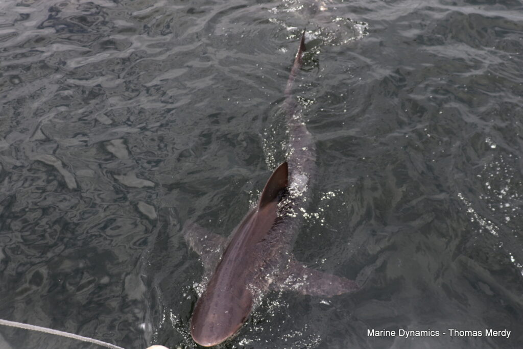 Shark cage diving, Gansbaai
