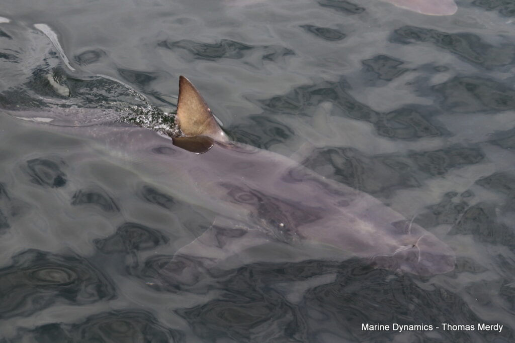Shark cage diving, Gansbaai
