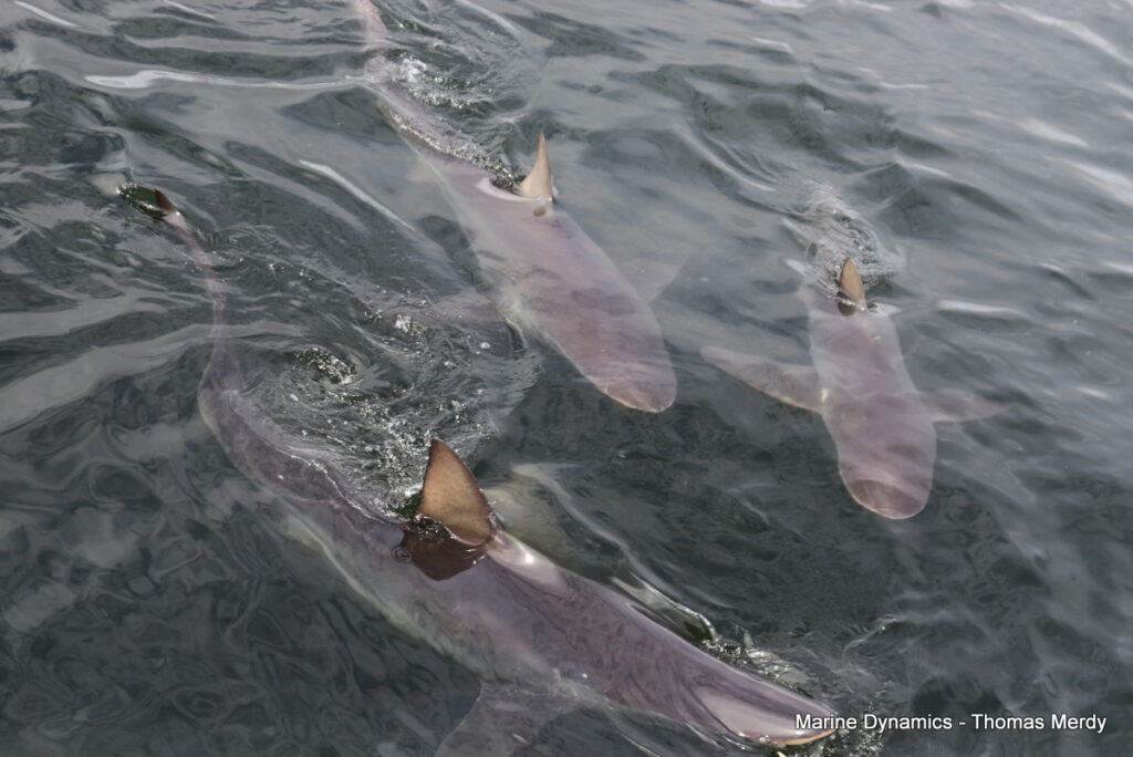 Shark cage diving, Gansbaai