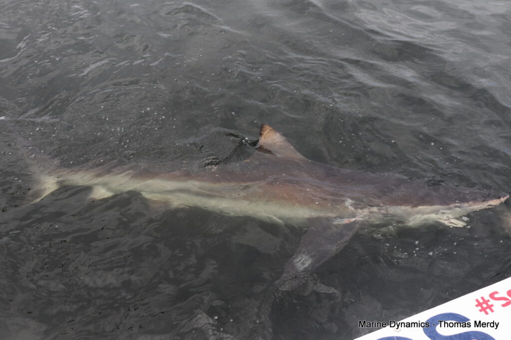 Shark cage diving, Gansbaai