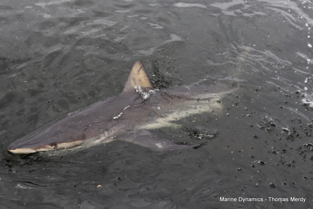 Shark cage diving, Gansbaai