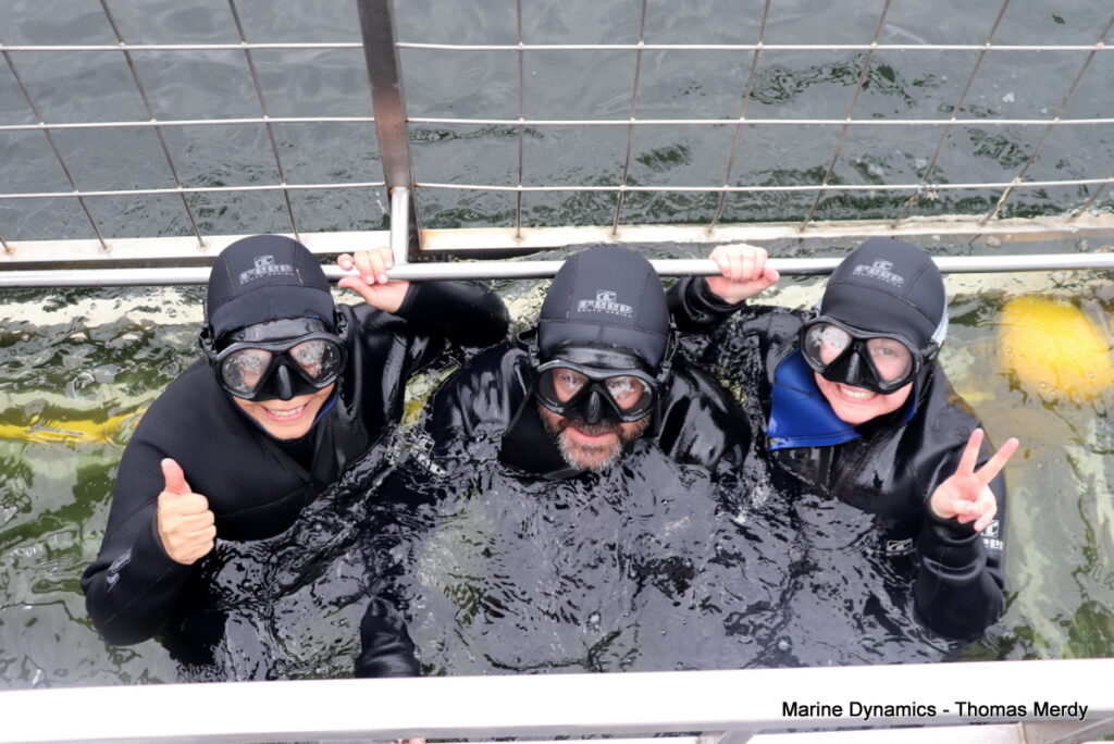 Shark cage diving, Gansbaai