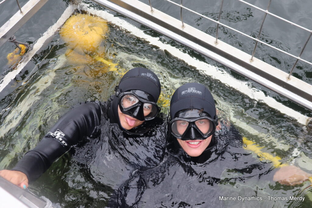 Shark cage diving, Gansbaai