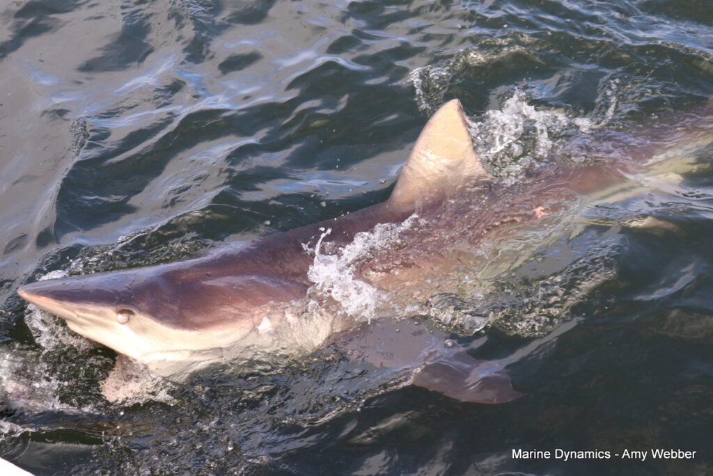 Shark cage diving, Gansbaai, South Africa