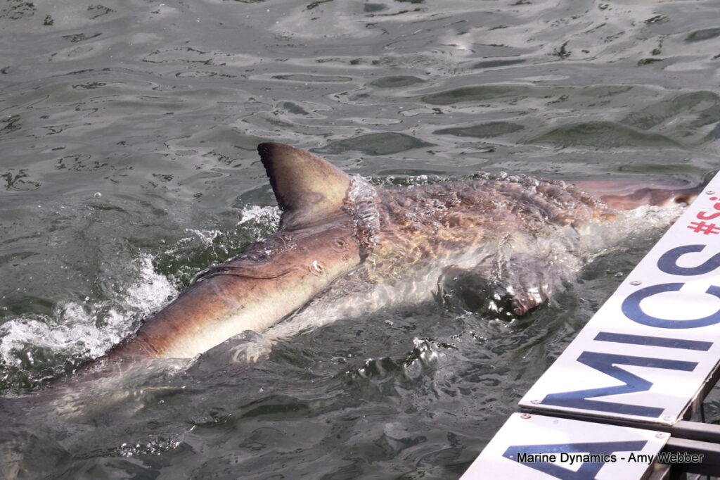 Shark cage diving, Gansbaai, South Africa