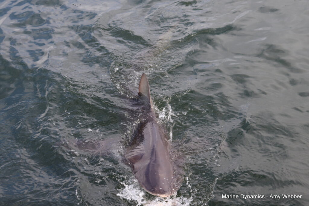 Shark cage diving, Gansbaai, South Africa