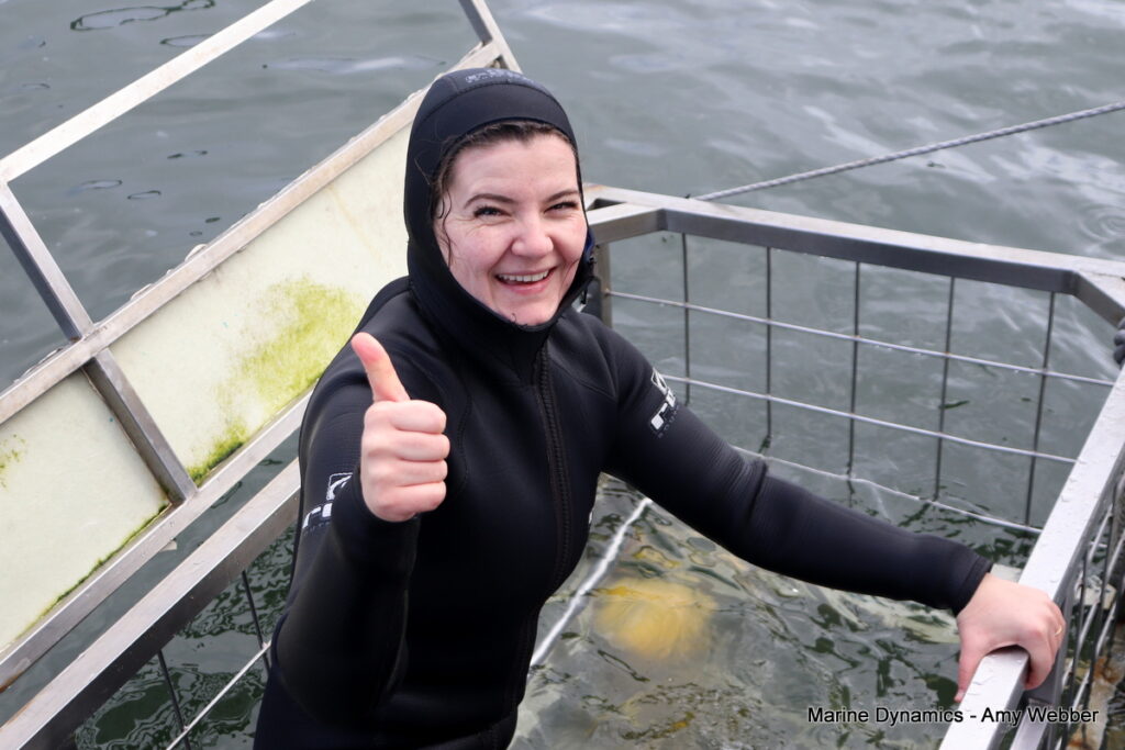 Shark cage diving, Gansbaai, South Africa