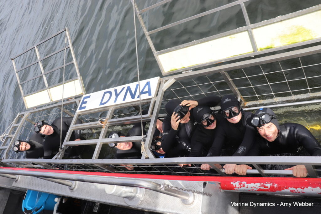 Shark cage diving, Gansbaai, South Africa