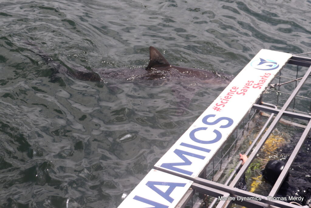 Shark cage diving, South Africa, Gansbaai
