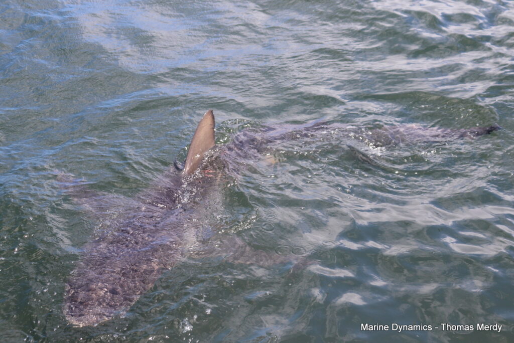Shark cage diving, South Africa, Gansbaai