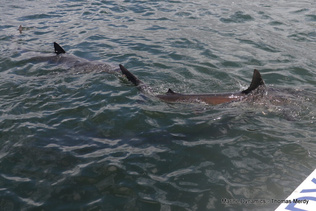 Shark cage diving, South Africa, Gansbaai