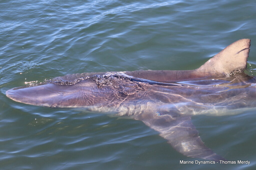 Shark cage diving, South Africa, Gansbaai