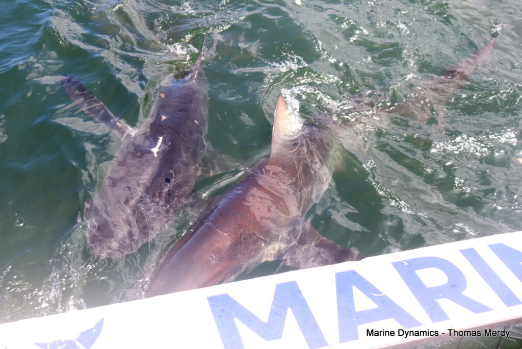 Shark cage diving, South Africa, Gansbaai