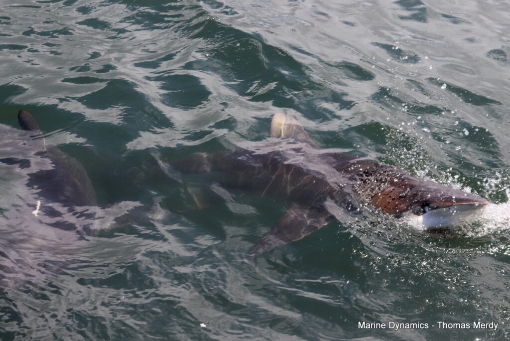 Shark cage diving, South Africa, Gansbaai