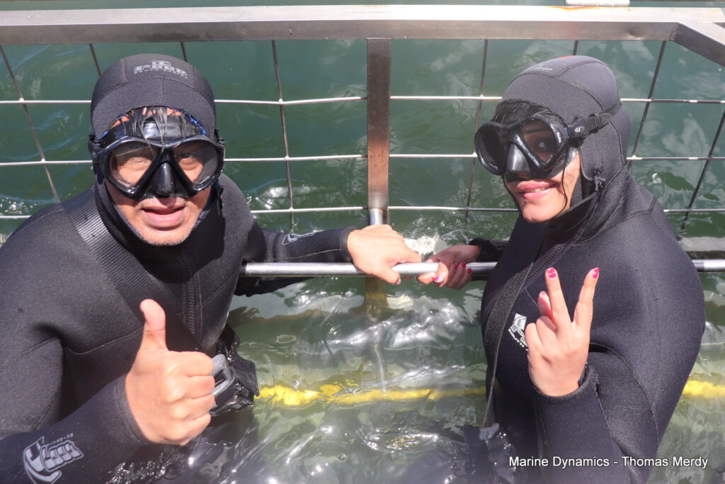 Shark cage diving, South Africa, Gansbaai