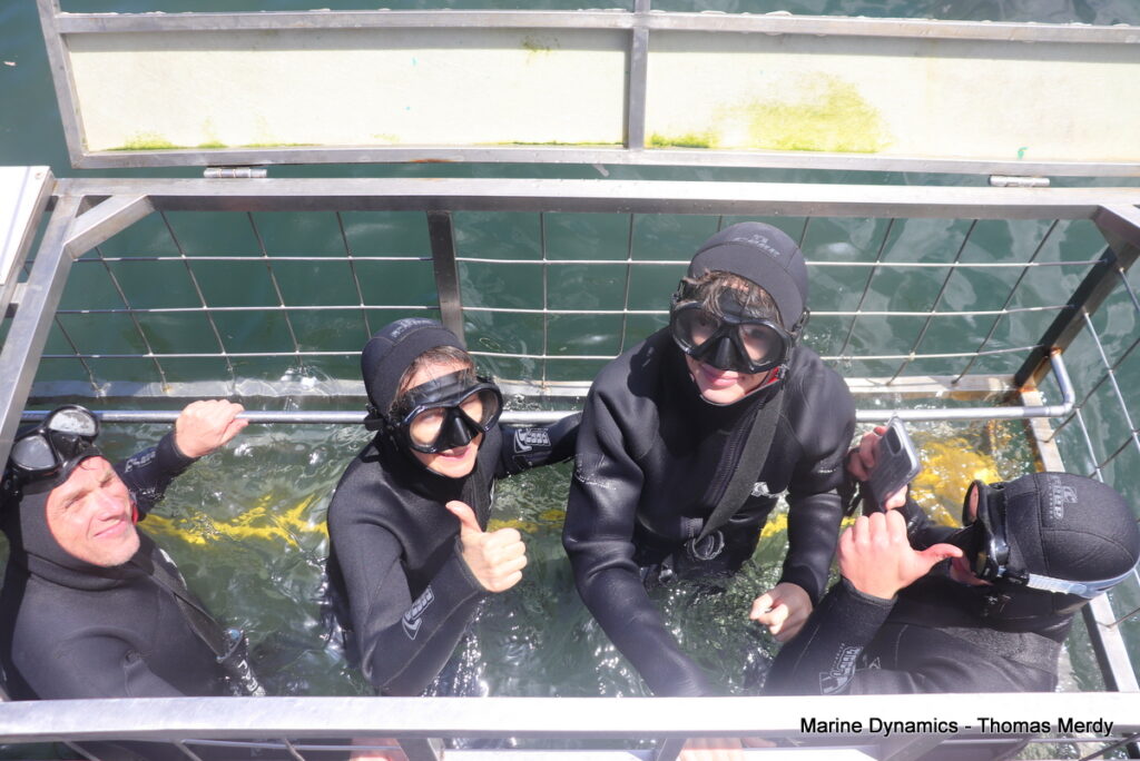 Shark cage diving, South Africa, Gansbaai