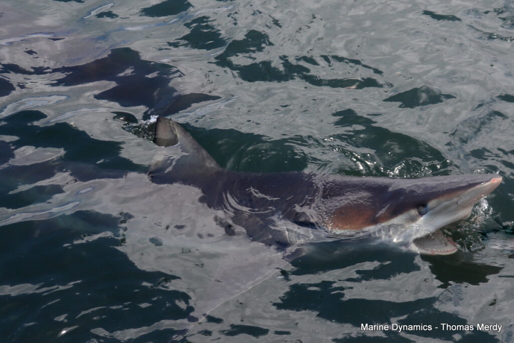 Shark cage diving, South Africa, Gansbaai