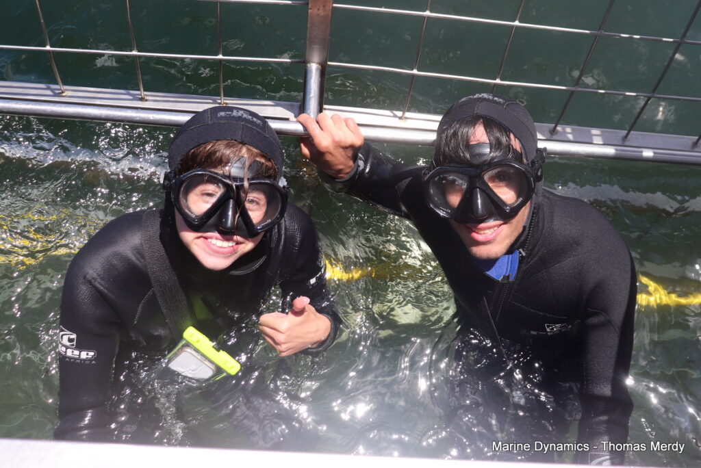 Shark cage diving, South Africa, Gansbaai