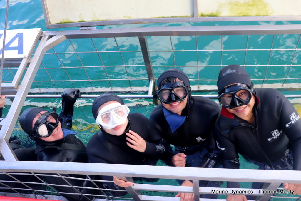 Shark cage diving, South Africa, Gansbaai