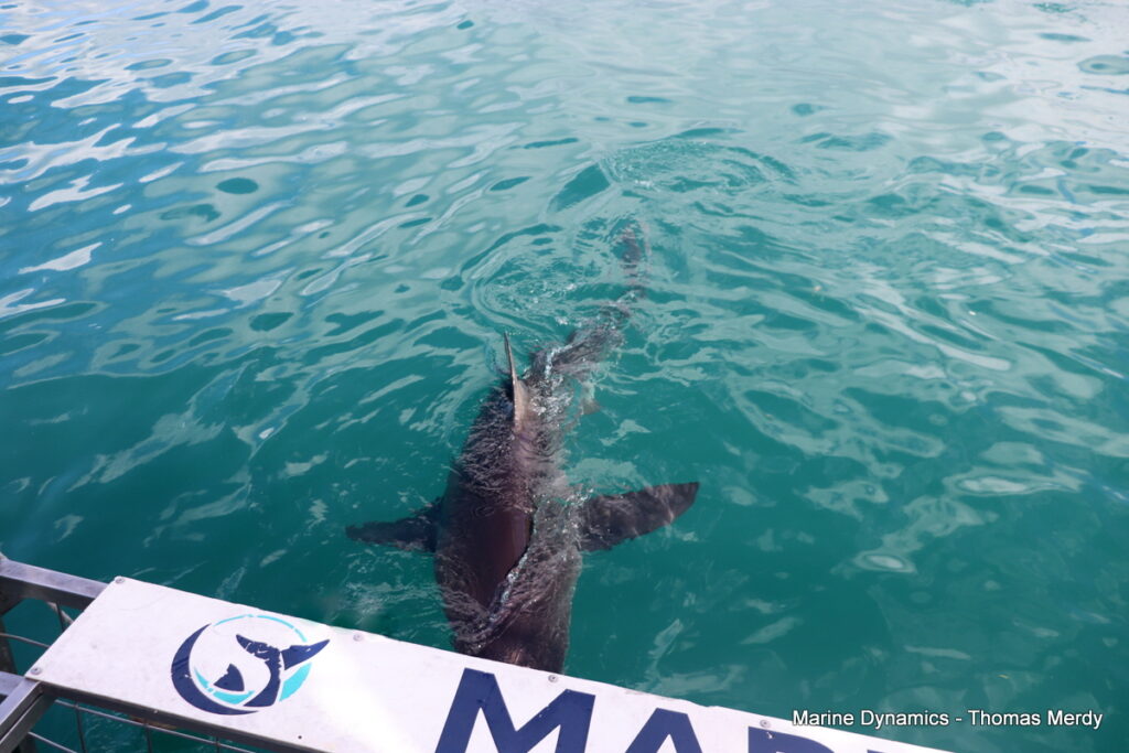 Shark cage diving, South Africa, Gansbaai