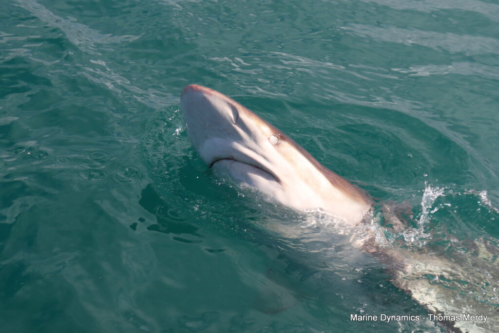 Shark cage diving, South Africa, Gansbaai