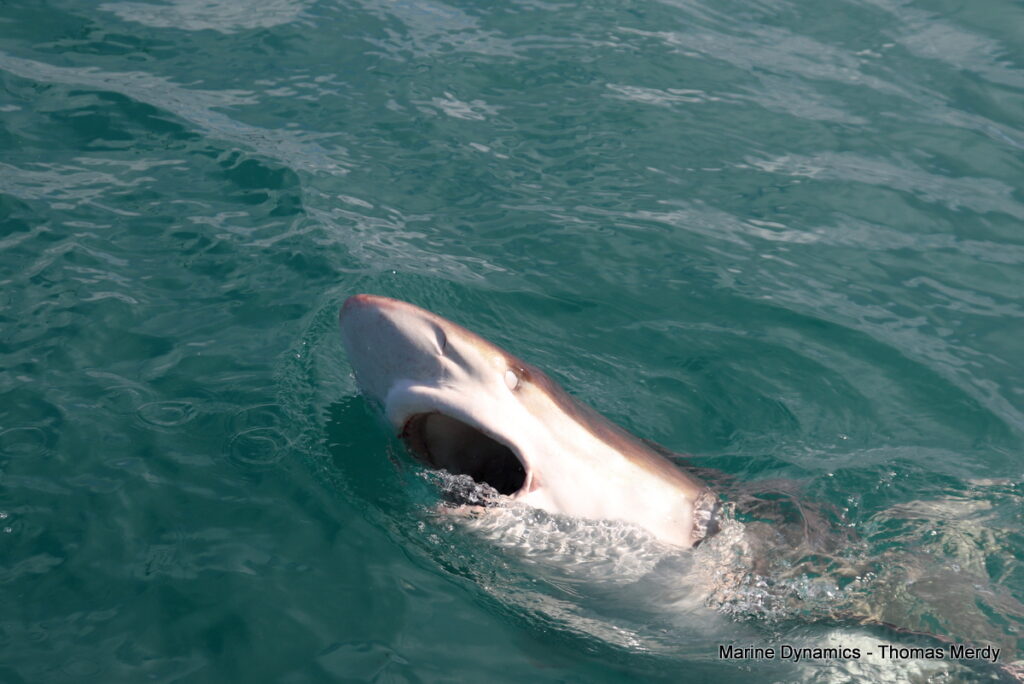 Shark cage diving, South Africa, Gansbaai