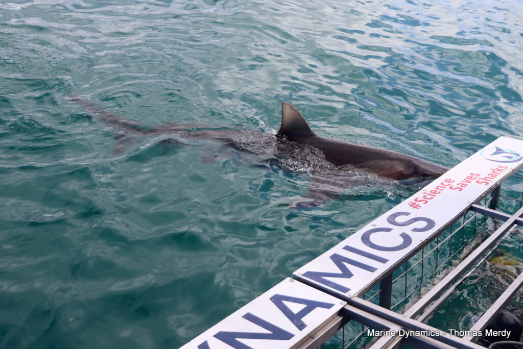 Shark cage diving, South Africa, Gansbaai