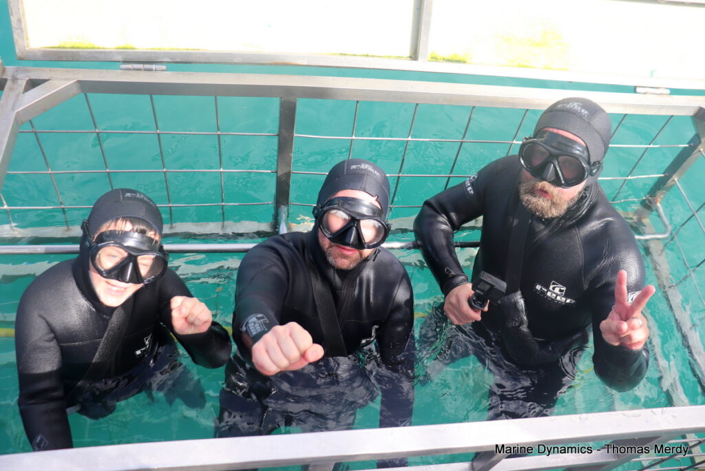 Shark cage diving, South Africa, Gansbaai