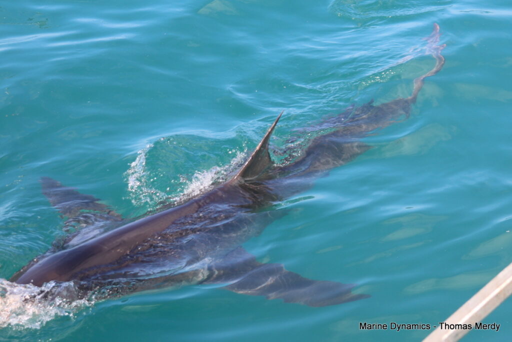 Shark cage diving, South Africa, Gansbaai