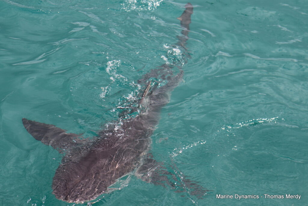 Shark cage diving, South Africa, Gansbaai