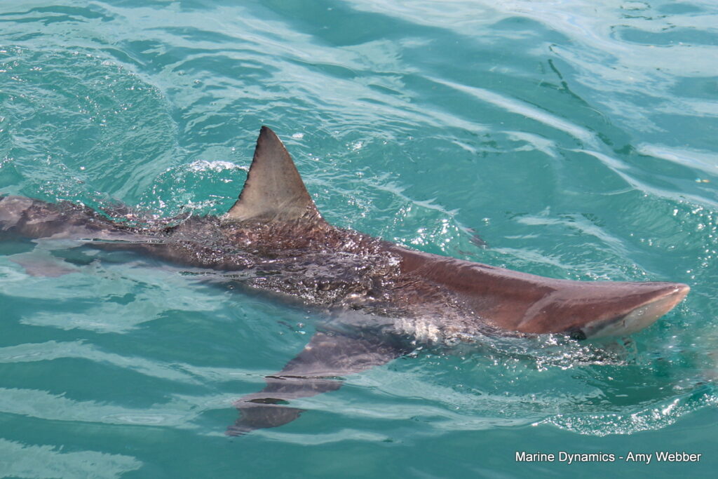 Shark cage diving, Gansbaai, South Africa