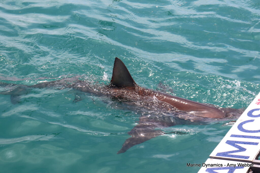 Shark cage diving, Gansbaai, South Africa