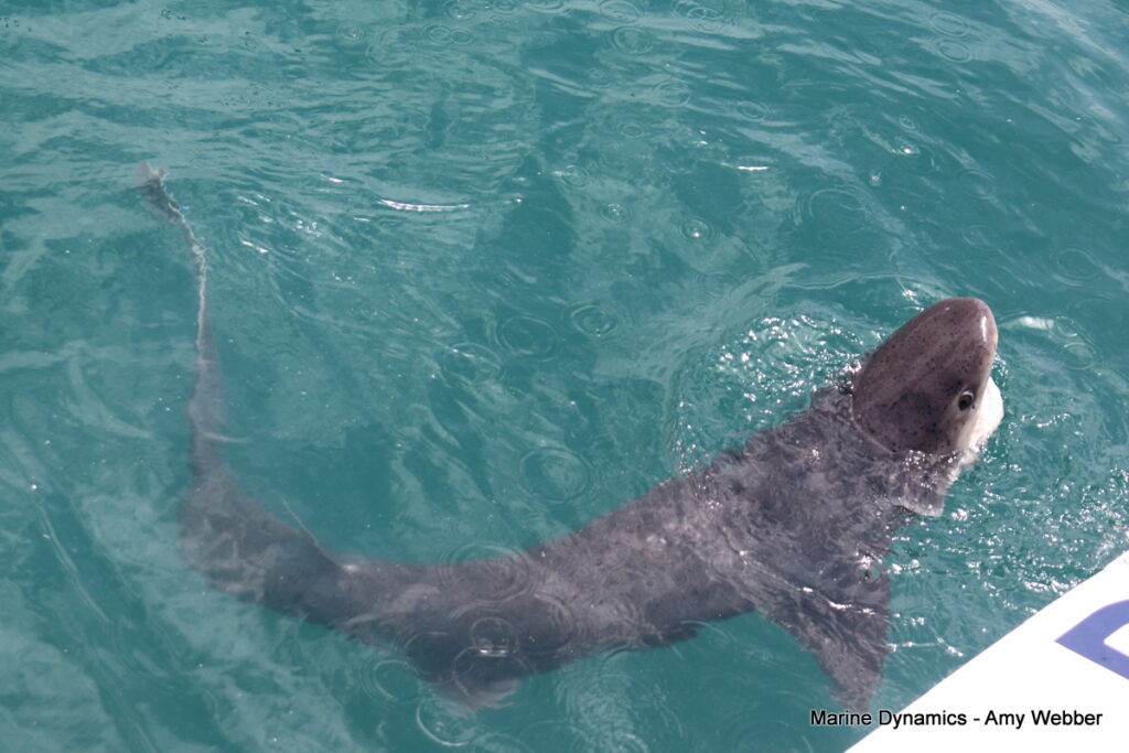 Shark cage diving, Gansbaai, South Africa
