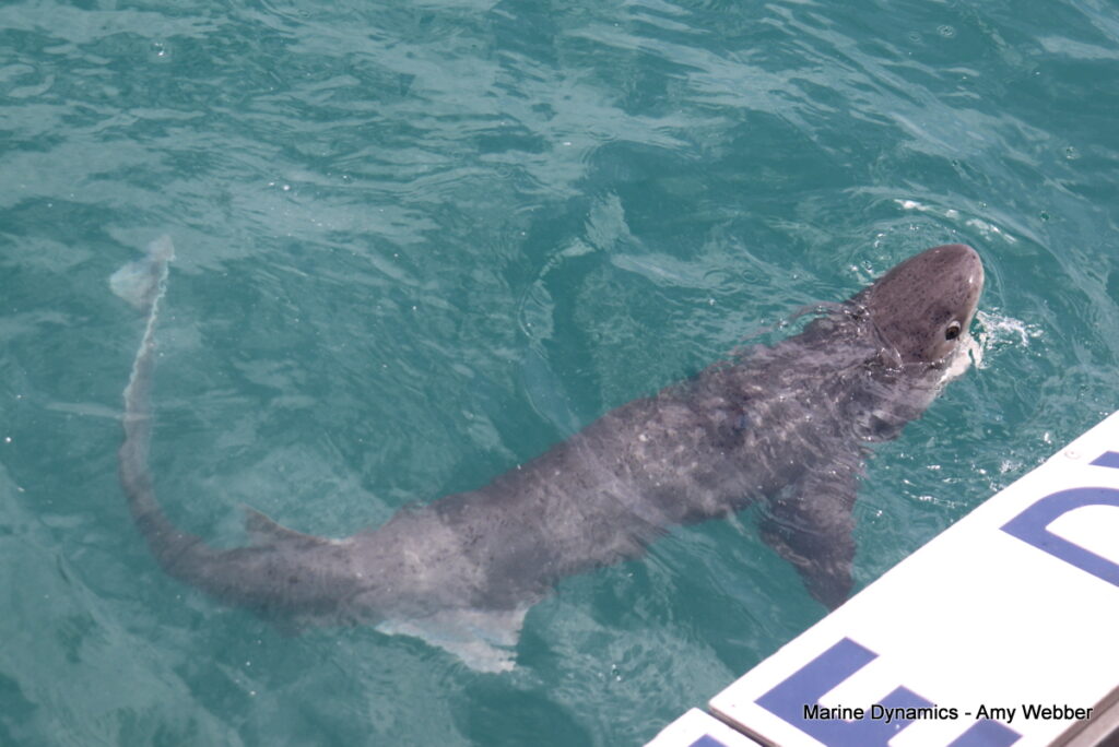 Shark cage diving, Gansbaai, South Africa