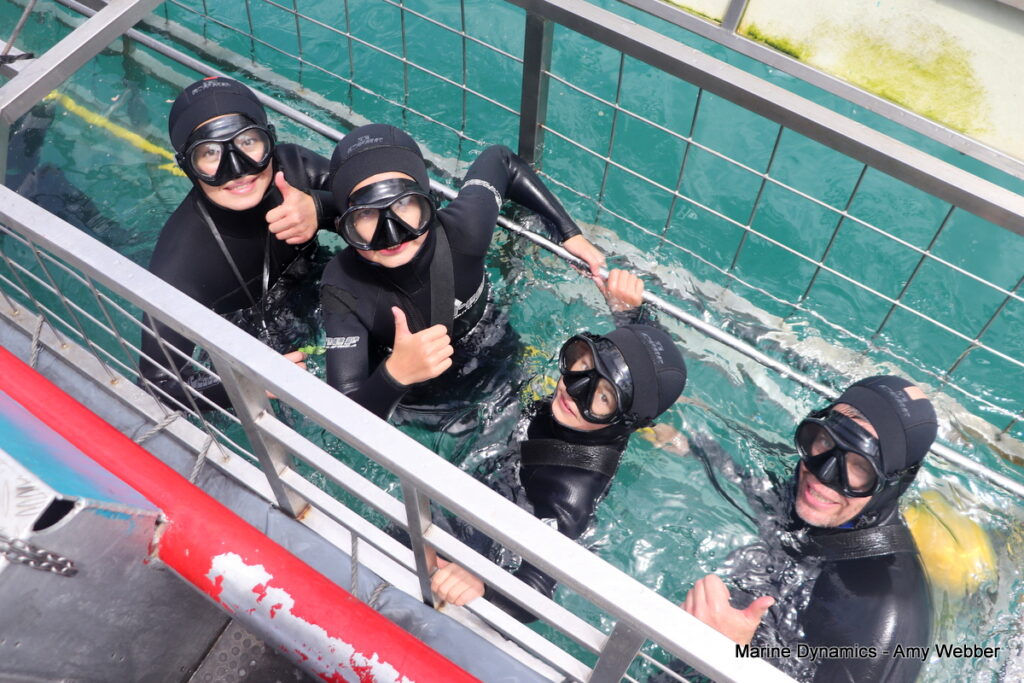 Shark cage diving, Gansbaai, South Africa