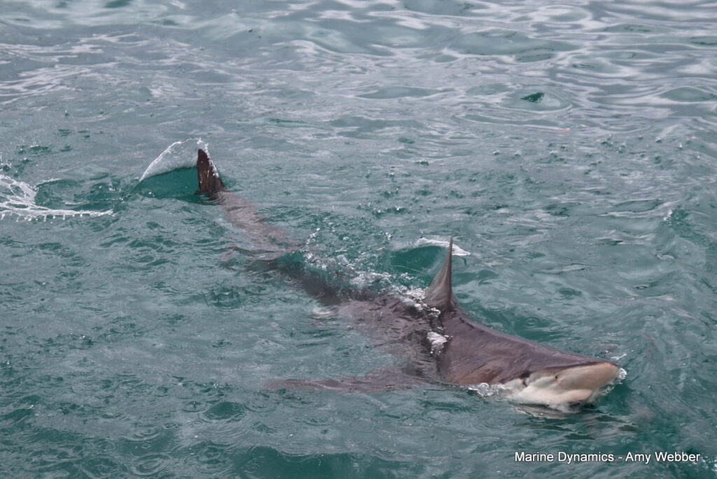 Shark cage diving, Gansbaai, South Africa