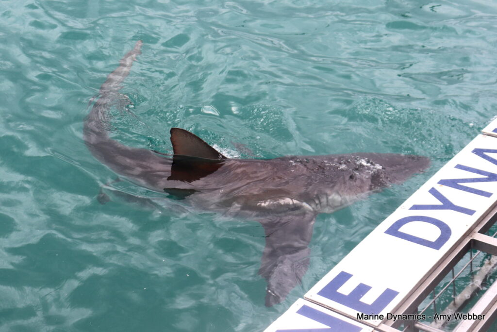 Shark cage diving, Gansbaai, South Africa