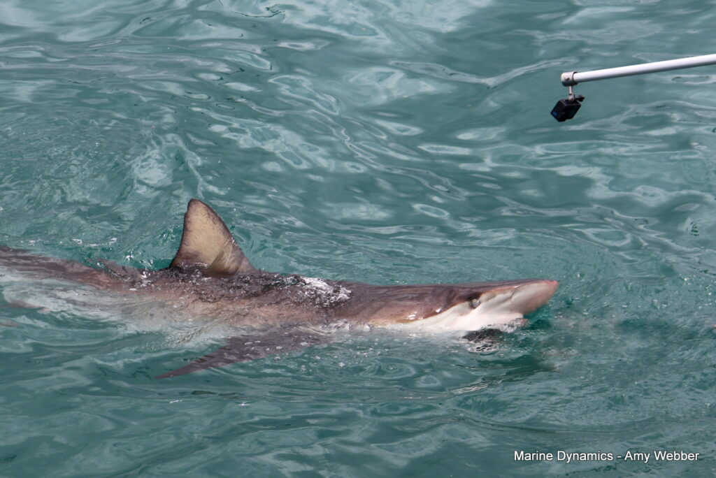 Shark cage diving, Gansbaai, South Africa
