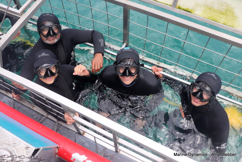 Shark cage diving, Gansbaai, South Africa