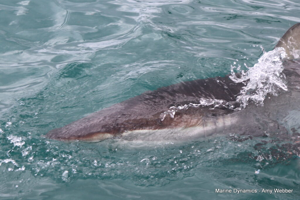 Shark cage diving, Gansbaai, South Africa