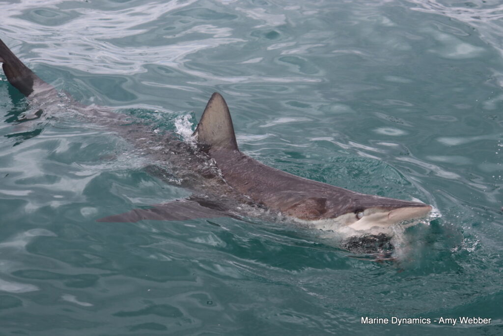 Shark cage diving, Gansbaai, South Africa