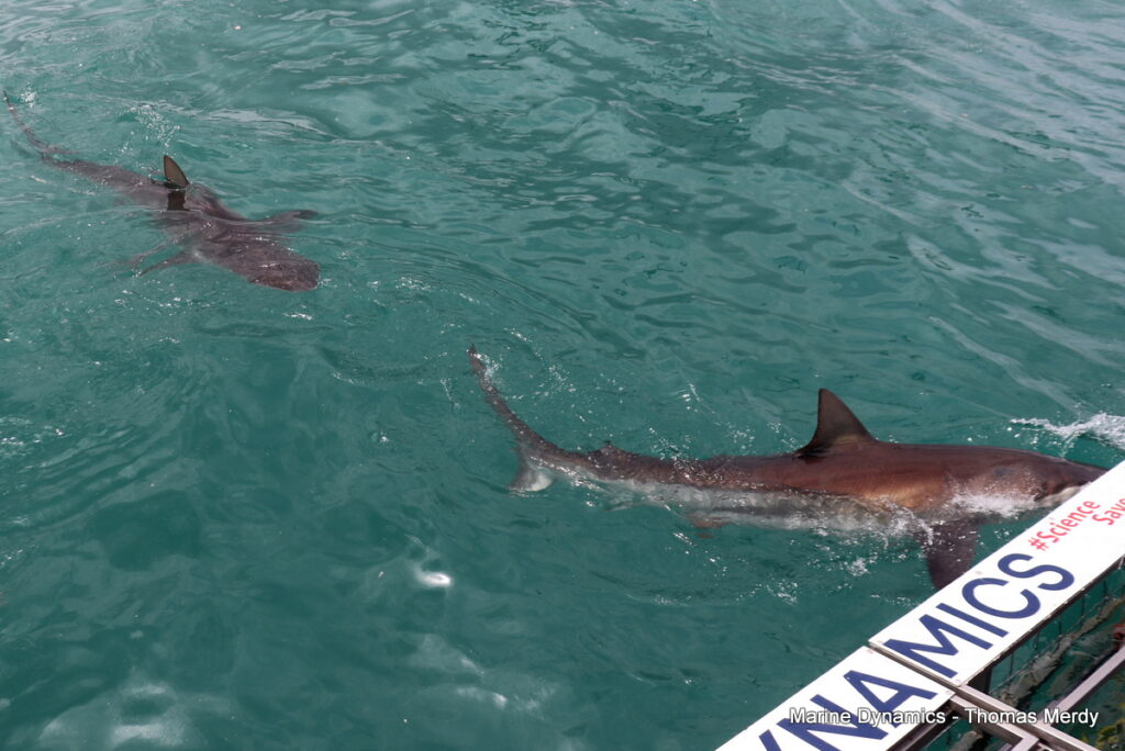 Shark cage diving, South Africa, Gansbaai