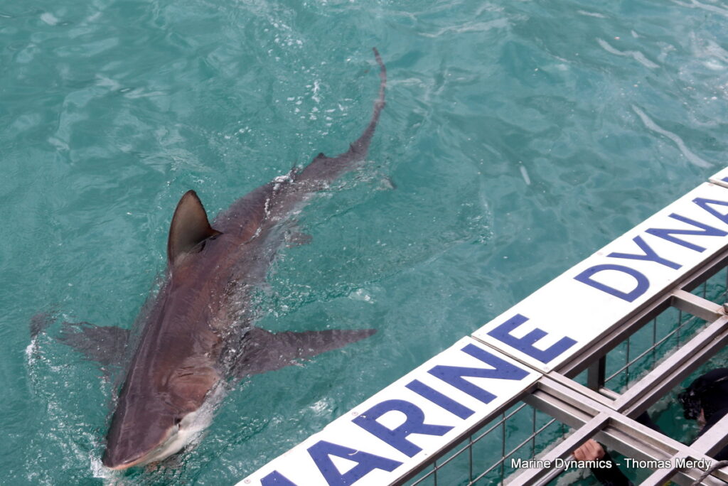 Shark cage diving, South Africa, Gansbaai